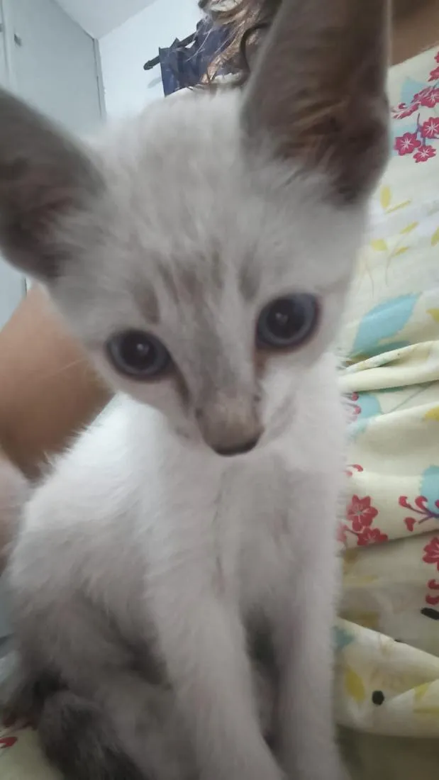 Gato raça SRD-ViraLata idade 2 a 6 meses nome Sem nome