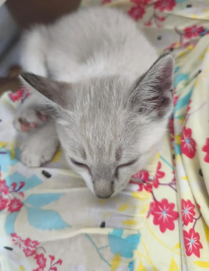 Gato raça SRD-ViraLata idade 2 a 6 meses nome Sem nome