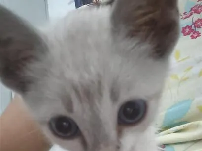 Gato raça SRD-ViraLata idade 2 a 6 meses nome Sem nome