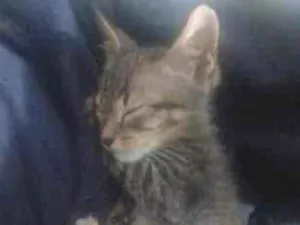 Gato raça SRD-ViraLata idade 2 a 6 meses nome sem nome 