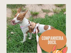 Cachorro raça SRD-ViraLata idade 7 a 11 meses nome Lady