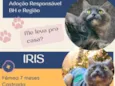 IRIS 