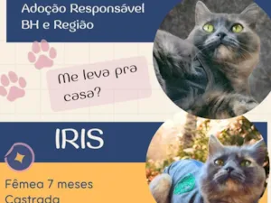 Gato raça SRD-ViraLata idade 7 a 11 meses nome IRIS 