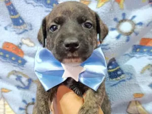 Cachorro raça SRD-ViraLata idade 2 a 6 meses nome Macho 3