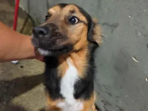 Cachorro raça SRD-ViraLata idade 2 anos nome Thor