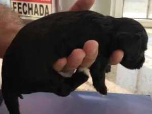 Cachorro raça SRD-ViraLata idade Abaixo de 2 meses nome Salomão