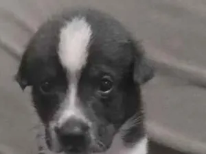 Cachorro raça SRD-ViraLata idade Abaixo de 2 meses nome Panda