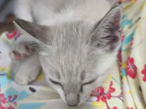 Gato raça SRD-ViraLata idade 2 a 6 meses nome Sem nome