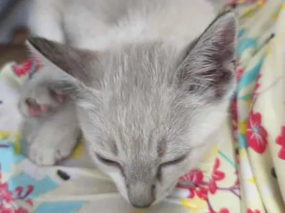 Gato raça SRD-ViraLata idade 2 a 6 meses nome Sem nome