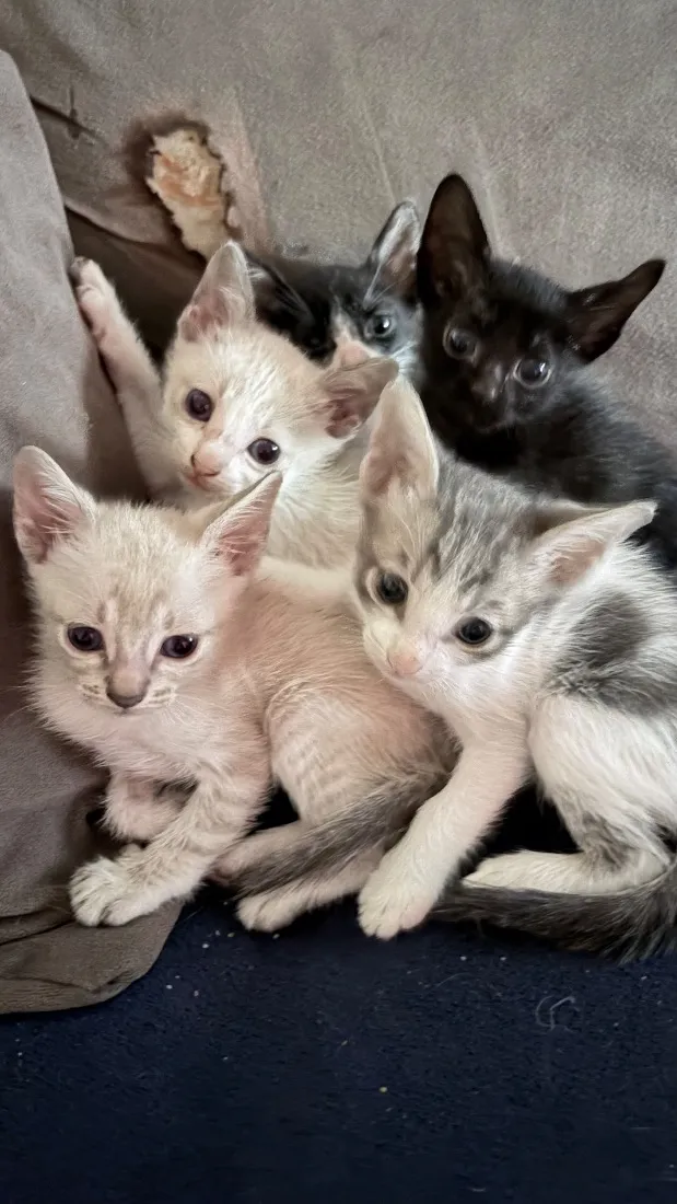 Gato raça SRD-ViraLata idade 2 a 6 meses nome Gatinhos filhotes 