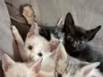 Gatinhos filhotes 