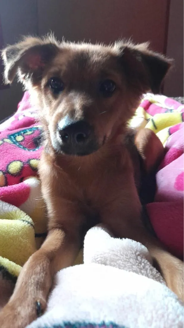 Cachorro raça Pastor Alemão idade 2 a 6 meses nome Scooby