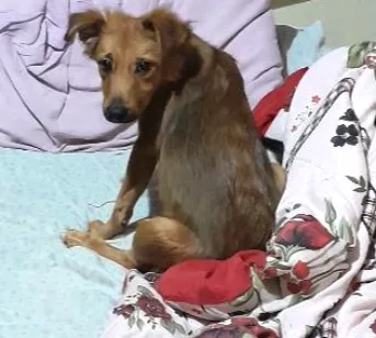 Cachorro raça Pastor Alemão idade 2 a 6 meses nome Scooby