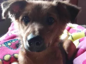 Cachorro raça Pastor Alemão idade 2 a 6 meses nome Scooby