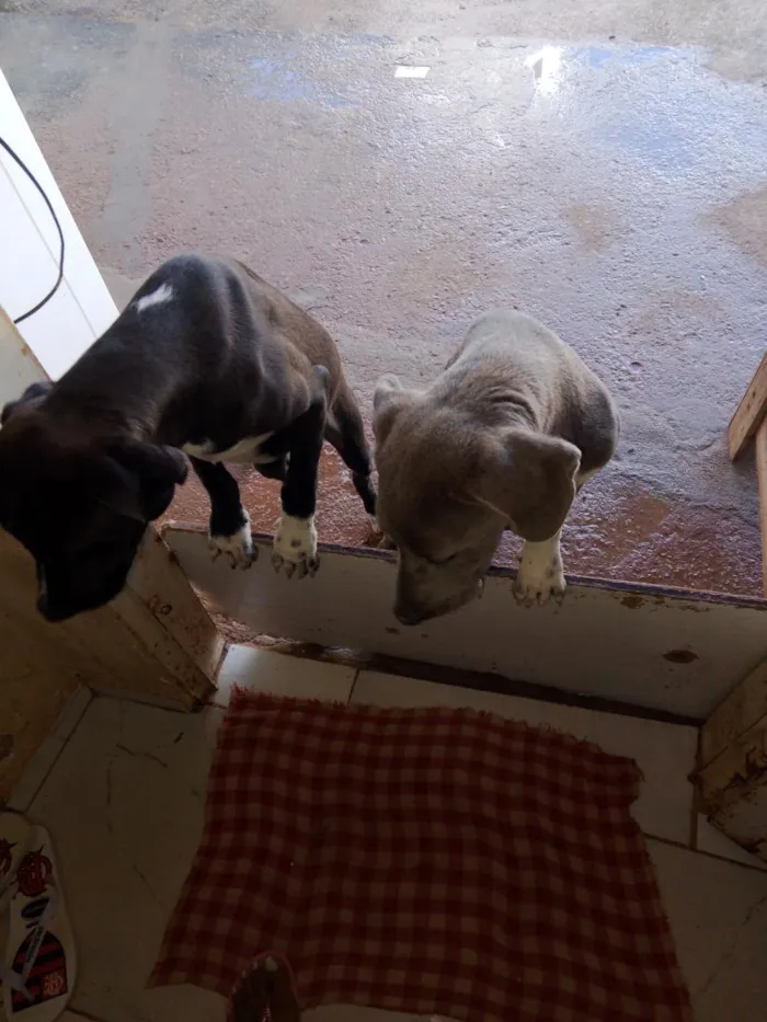 Cachorro raça Labrador idade 2 a 6 meses nome Zaira bicudo e toim