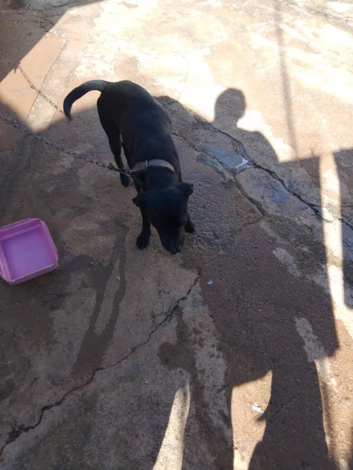 Cachorro raça Labrador idade 2 a 6 meses nome Zaira bicudo e toim