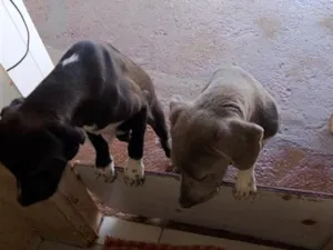Cachorro raça Labrador idade 2 a 6 meses nome Zaira bicudo e toim