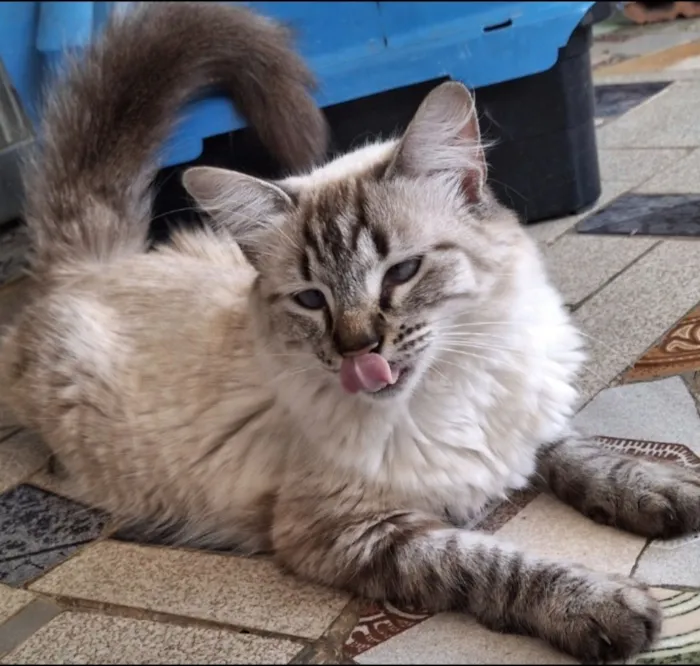 Gato raça SRD-ViraLata idade 1 ano nome Vitória