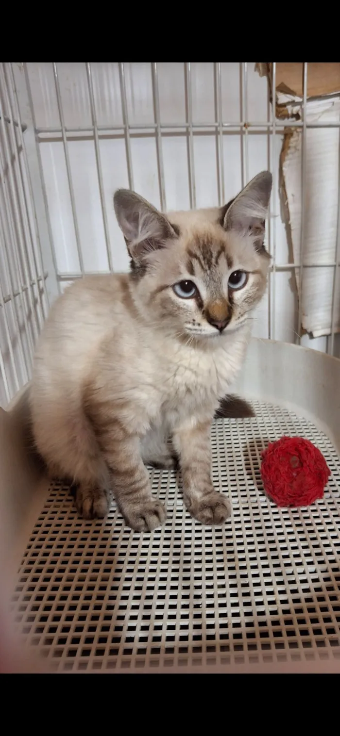 Gato raça SRD-ViraLata idade 1 ano nome Vitória