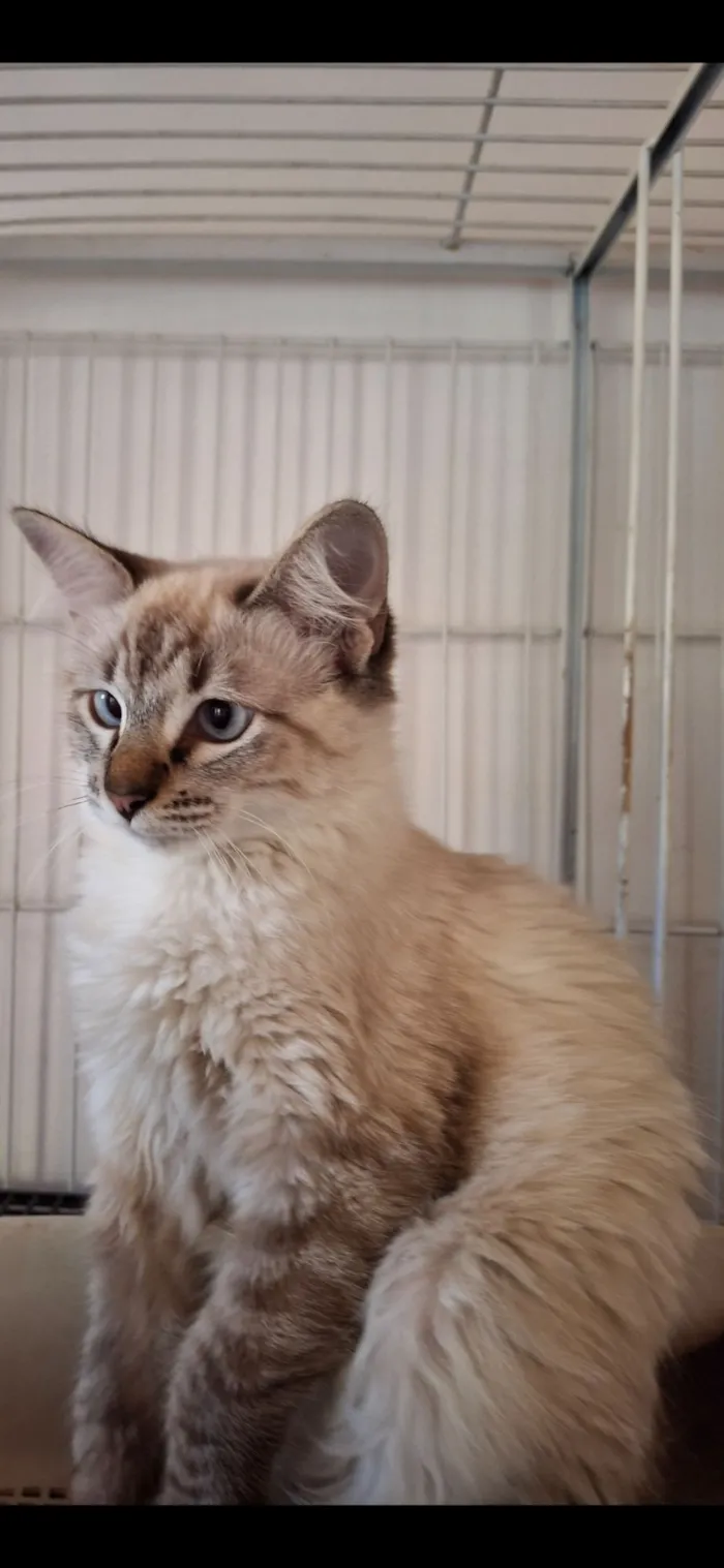 Gato raça SRD-ViraLata idade 1 ano nome Vitória