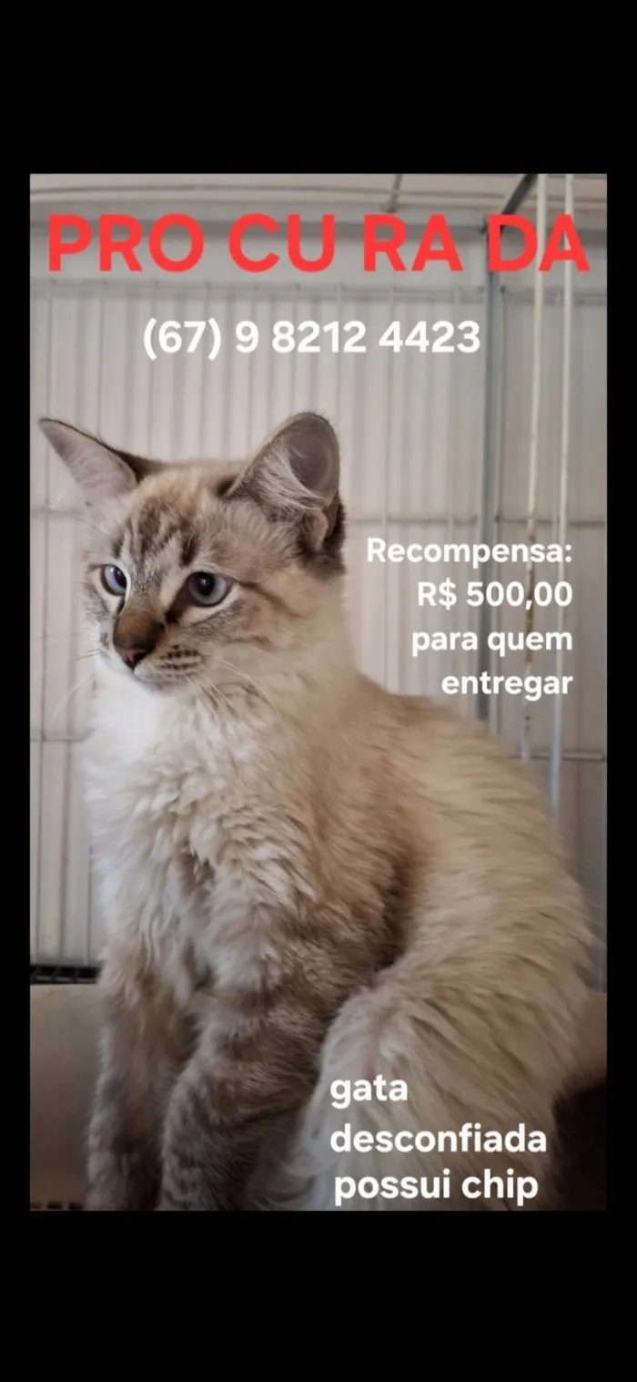 Gato raça SRD-ViraLata idade 1 ano nome Vitória 