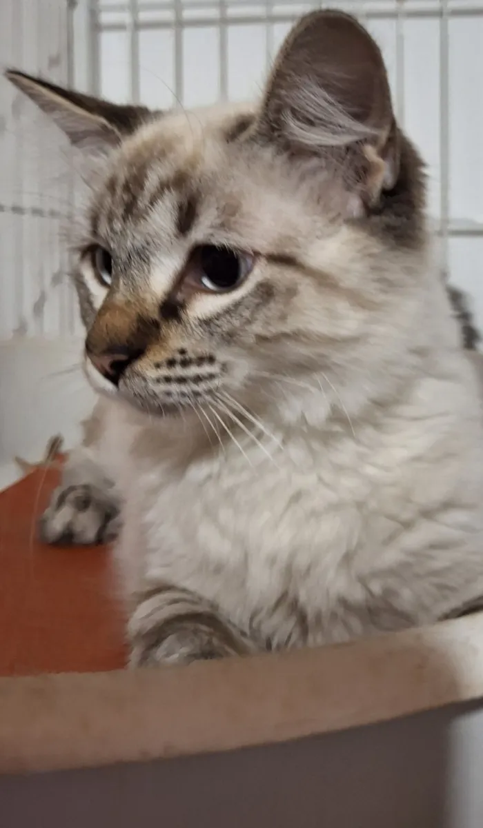 Gato raça SRD-ViraLata idade 1 ano nome Vitória 