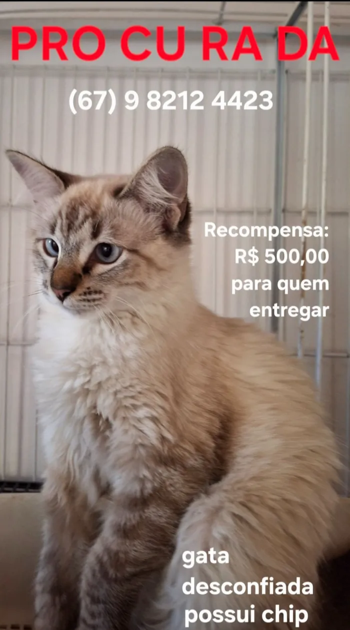 Gato raça SRD-ViraLata idade 1 ano nome Vitória 