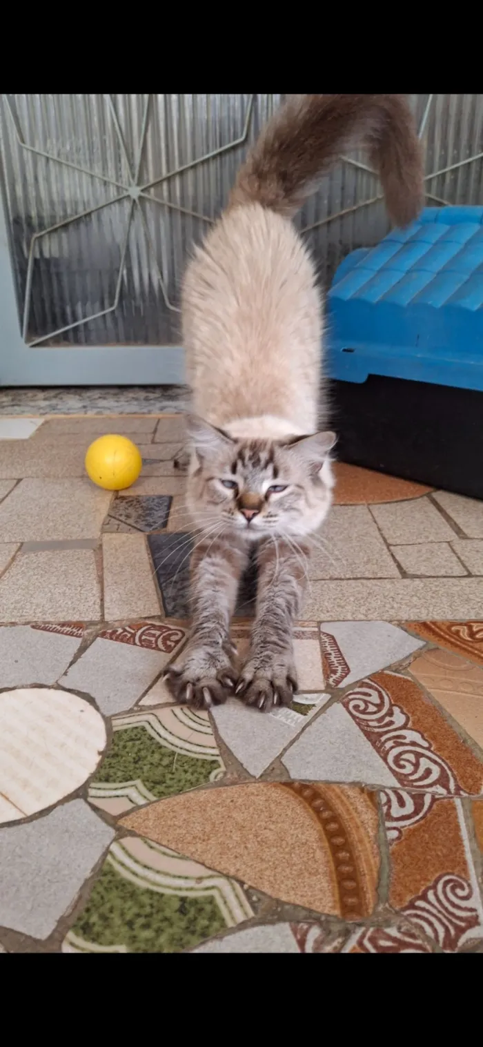 Gato raça SRD-ViraLata idade 1 ano nome Vitória 