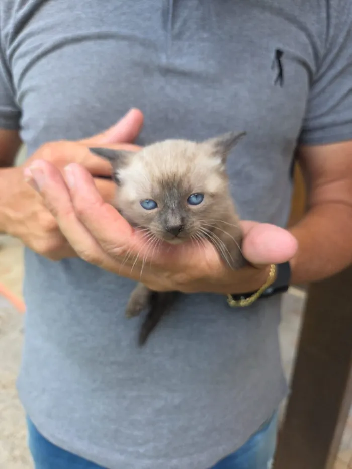 Gato raça SRD-ViraLata idade Abaixo de 2 meses nome Clarinha