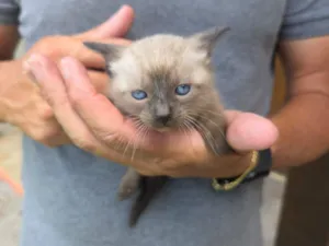 Gato raça SRD-ViraLata idade Abaixo de 2 meses nome Clarinha