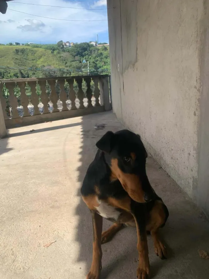 Cachorro raça Dobermann idade 7 a 11 meses nome raider 