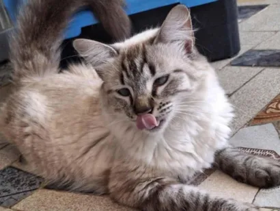 Gato raça SRD-ViraLata idade 1 ano nome Vitória