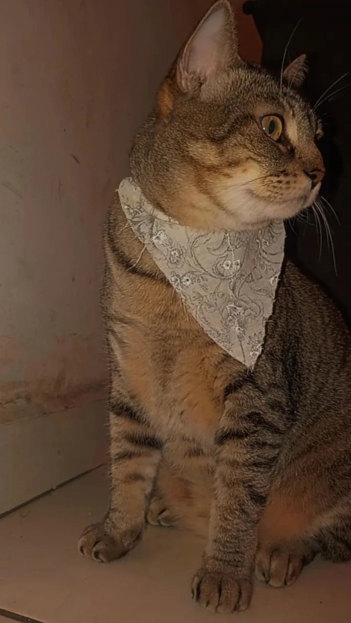 Gato raça SRD-ViraLata idade 5 anos nome Lua