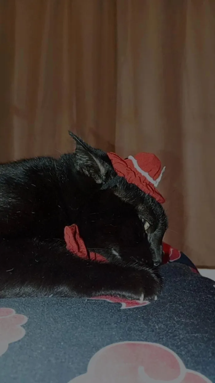 Gato raça SRD-ViraLata idade 3 anos nome Pantera 