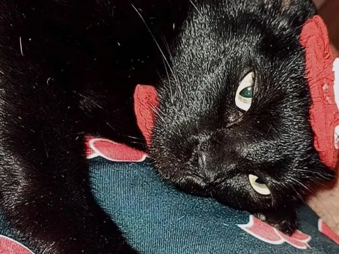 Gato raça SRD-ViraLata idade 3 anos nome Pantera 