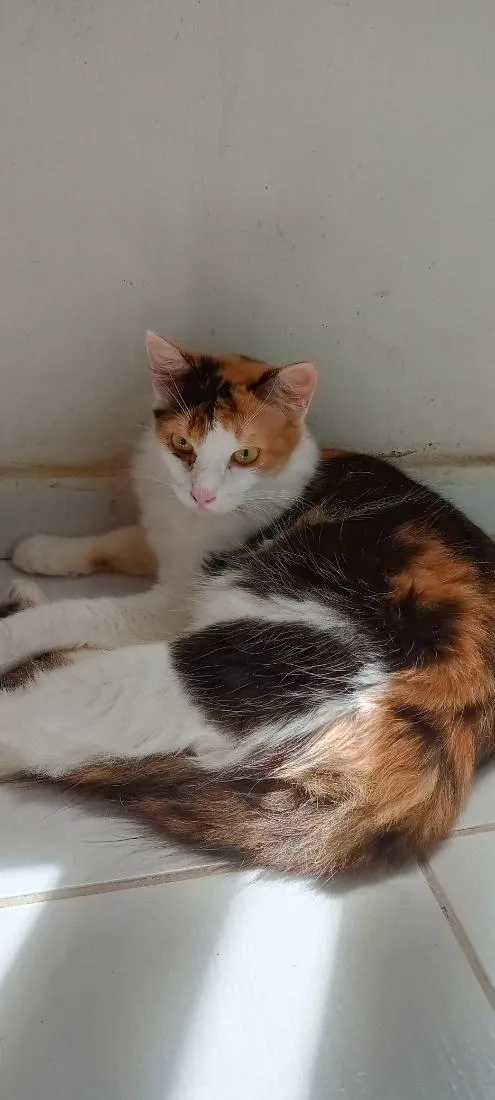 Gato raça SRD-ViraLata idade 1 ano nome Marceline 