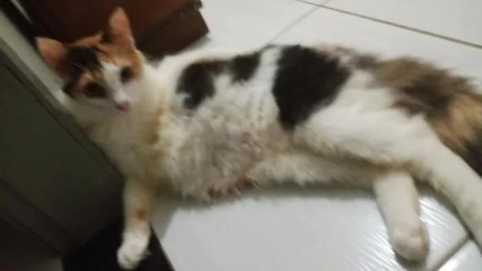 Gato raça SRD-ViraLata idade 1 ano nome Marceline 