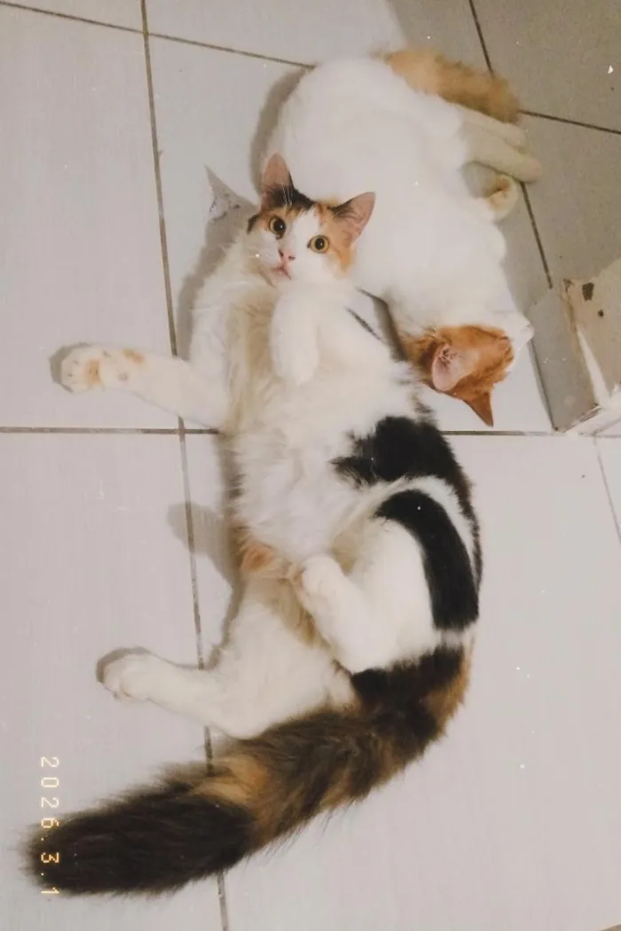 Gato raça SRD-ViraLata idade 1 ano nome Marceline 