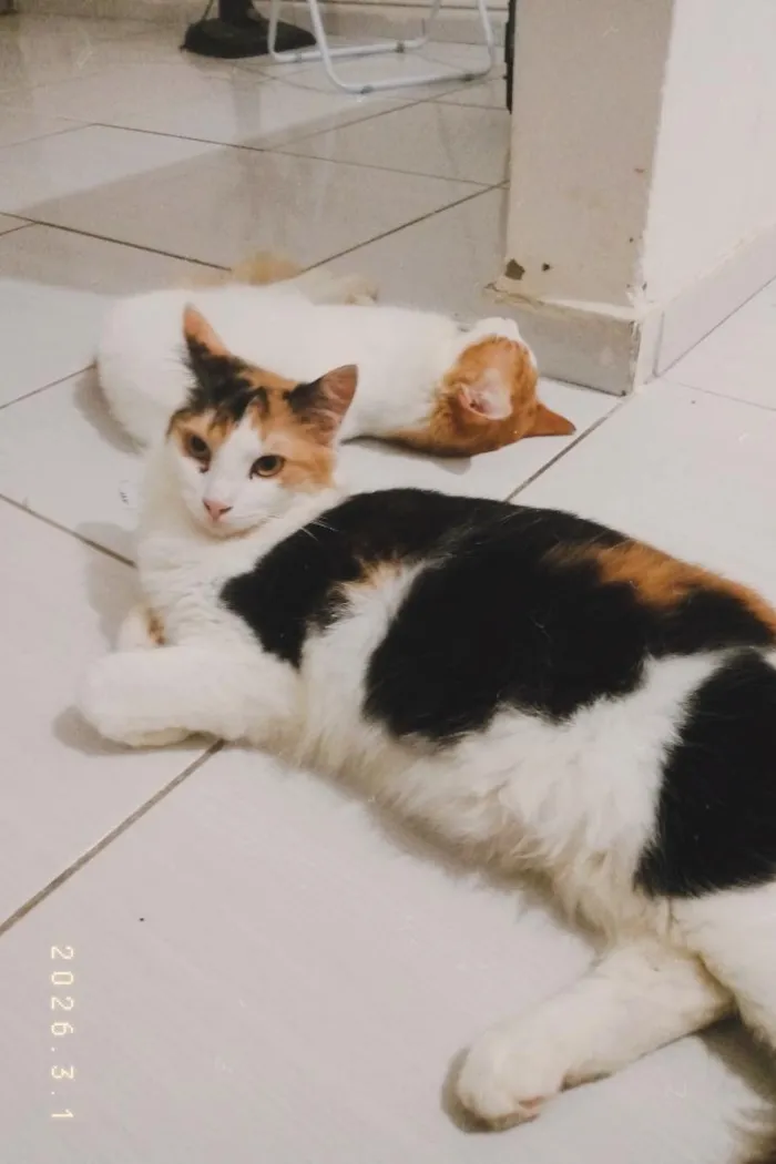 Gato raça SRD-ViraLata idade 1 ano nome Marceline 