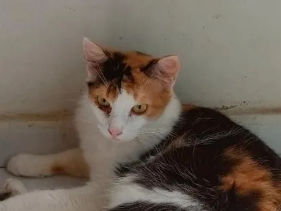 Gato raça SRD-ViraLata idade 1 ano nome Marceline 