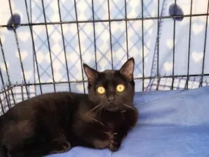 Gato raça SRD-ViraLata idade 2 a 6 meses nome Zorro