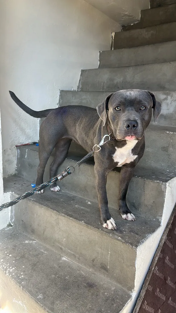 Cachorro raça Pit-Bull idade 7 a 11 meses nome z