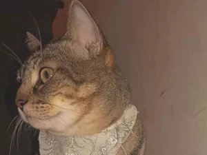 Gato raça SRD-ViraLata idade 5 anos nome Lua