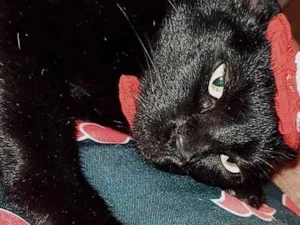 Gato raça SRD-ViraLata idade 3 anos nome Pantera 