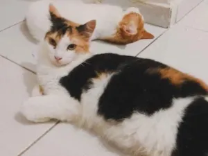 Gato raça SRD-ViraLata idade 1 ano nome Marceline 
