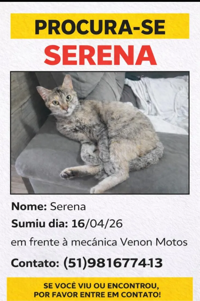 Gato raça SRD-ViraLata idade 4 anos nome Serena