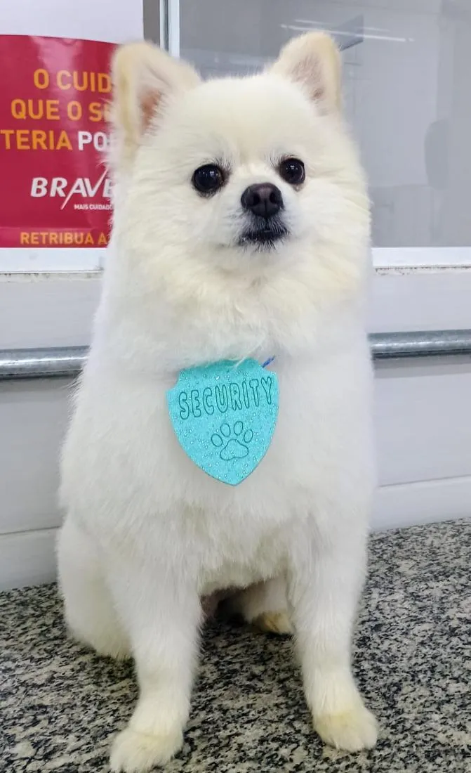 Cachorro raça Dogue Alemão idade 2 anos nome Bryan