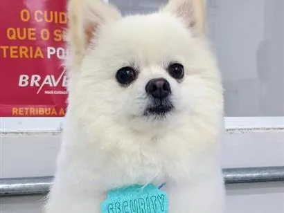 Cachorro raça Dogue Alemão idade 2 anos nome Bryan