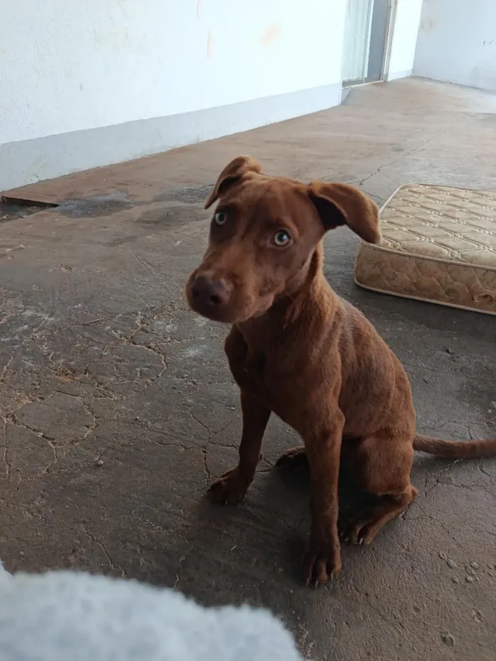 Cachorro raça Pit-Bull idade 7 a 11 meses nome Cacau