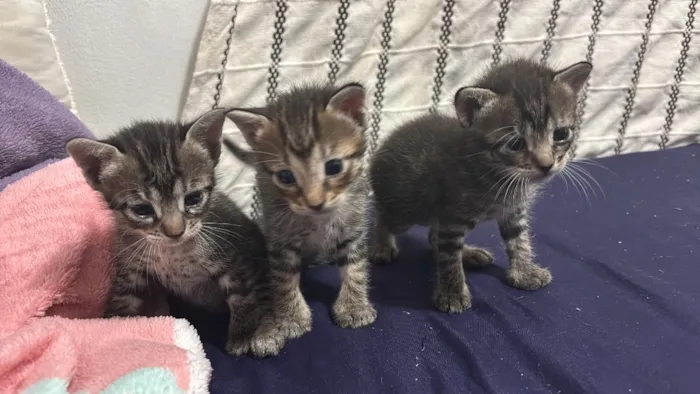 Gato raça SRD-ViraLata idade Abaixo de 2 meses nome Sem nomes 